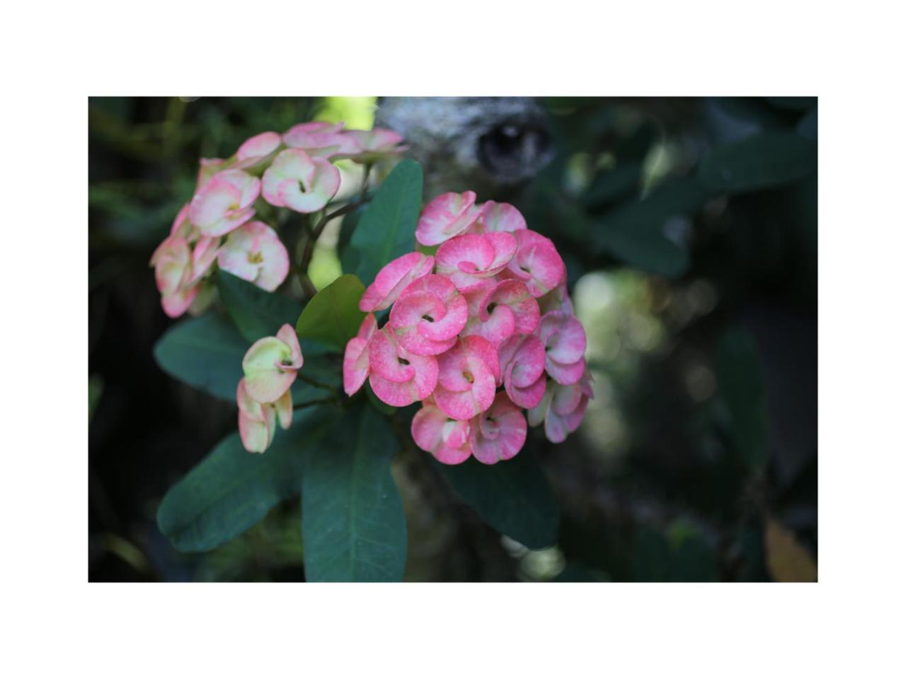 In Da Garden Apartment อูบุด ภายนอก รูปภาพ