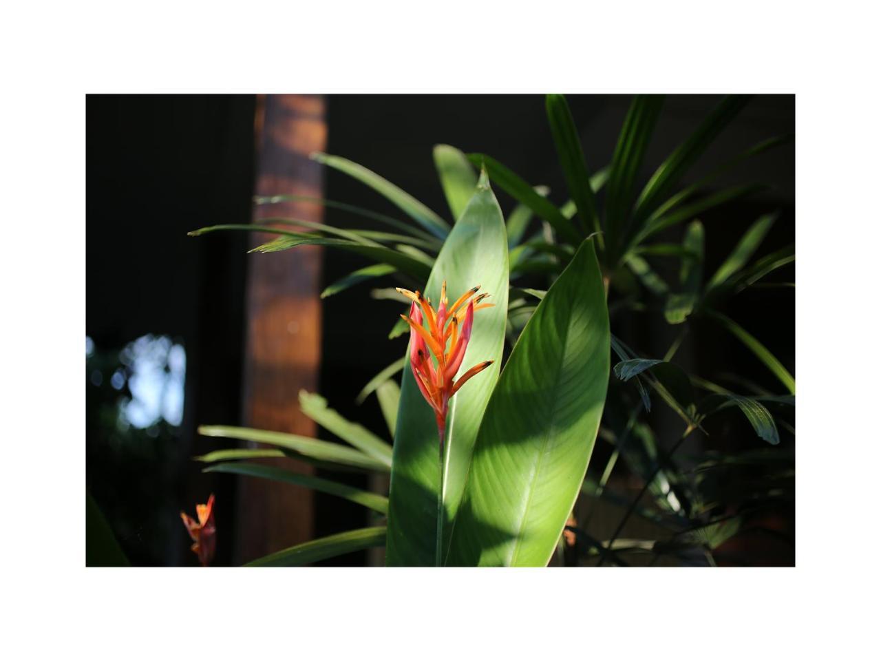 In Da Garden Apartment อูบุด ภายนอก รูปภาพ