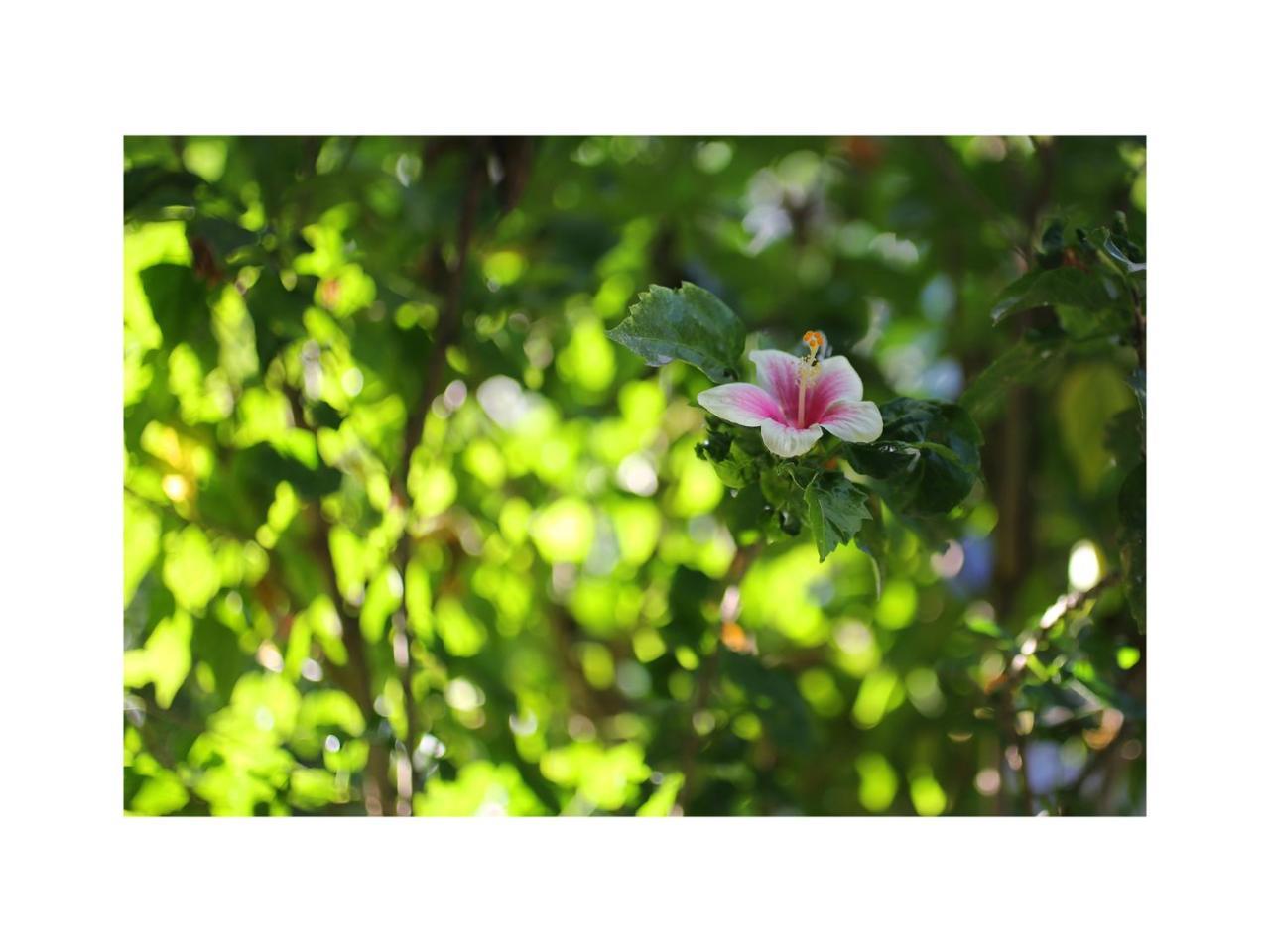 In Da Garden Apartment อูบุด ภายนอก รูปภาพ
