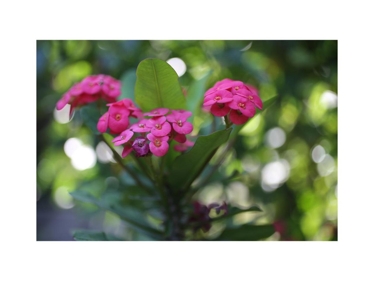 In Da Garden Apartment อูบุด ภายนอก รูปภาพ